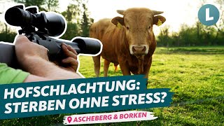 Ohne Tiertransporte Weidenschuss und Hofschlachtung im Vergleich  WDR Lokalzeit LandSchafft [upl. by Rosane]