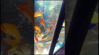 Koi fish  Shubunkin fish  Fantail fish  Goldfish  fish guppy aquarium goldfish betta pets [upl. by Holms]