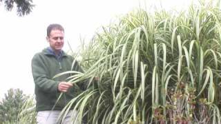 Ornamental Grasses [upl. by Jakoba]