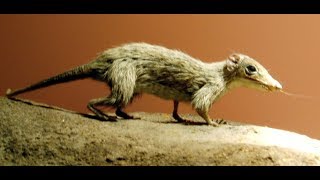 Early Mammal Evolution [upl. by Seedman507]