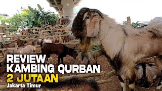 Review Harga Kambing Qurban Ekonomis Di Jakarta Timur [upl. by Ahsinel265]