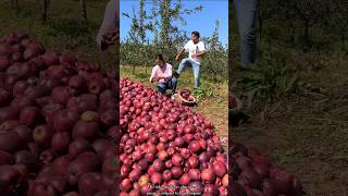 Why is The Owner of The Apple 🍎 🍎 Farm Doing This to Me  Beautiful Fresh Apple shorts apple [upl. by Leizo]