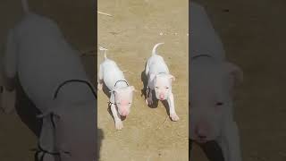 please subscribe my chenalkohati gultair dog for sale peshawardogcenter doglovepuppy [upl. by Neerac]