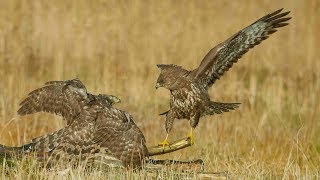 Buzzards vs Goshawk in Slowmotion 4k GH5 [upl. by Ahsiat715]