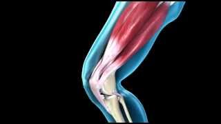 Knee Joint  Range of Movement  3D Medical Animation  ABP © [upl. by Graybill291]