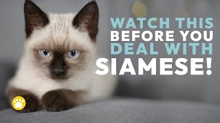 10 Interesting Facts About Siamese Cats [upl. by Westphal929]