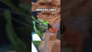 Jumping spider jumping into a photo jumpingspider belvistaapider jumpingspiders [upl. by Venus]