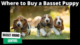 Basset Hound 101  Where To Buy a Basset Hound Puppy [upl. by Ridglee937]