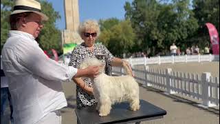 Dog expo Buzău Romania [upl. by Germaun]