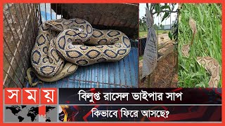 এই সাপের অবাধ বিচরণ ভাবিয়ে তুলছে বিশেষজ্ঞদের  Russells Viper  Snake  Somoy TV [upl. by Colon]