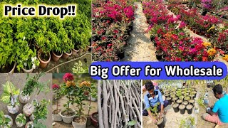 best Bougainville plant nursery kolkata thai variety plant wholesale rate 9062334424 [upl. by Weisburgh922]