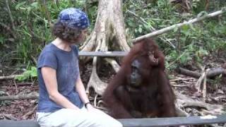 Camp Leakey orangutans [upl. by Mook]