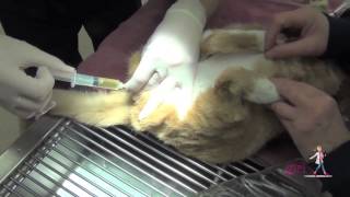 Feline Urethral Obstruction FUO  How to unblock a cat  VETgirl Veterinary CE Videos [upl. by Hayman863]