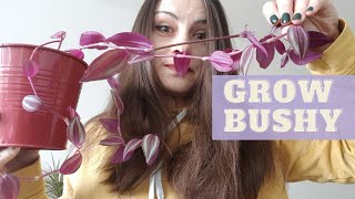 How To Grow a BUSHY TRADESCANTIA ZEBRINA The Easiest Way to Propagate Wandering Jew from Cuttings [upl. by James]