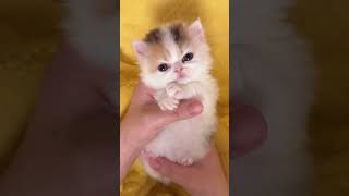 Coax a kitten to sleep in 30 seconds kitten [upl. by Joslyn]