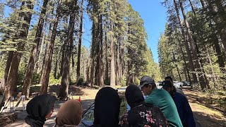 Family Trip to Calaveras Big Trees State ParkCA [upl. by Aknaib]