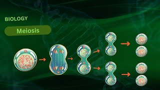 quotUnderstanding Meiosis A Comprehensive 3D Animation of Cell Divisionquot [upl. by Pierro]