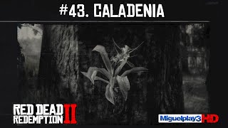 Localización múltiple Caladenia  43Compendio Plantas  Red dead redemption 2 [upl. by Issak967]