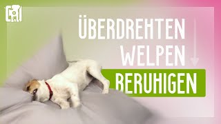 Überdrehten Welpen beruhigen 8 einfache TopTipps [upl. by Rednasela]