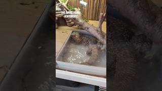 Bearded Dragon HAVING A BATH In His Bachelor Pad  BFF Reptile Shorts 115 [upl. by Rolf]