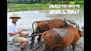 Jongerenreis Java amp Bali  Vrijwillig Wereldwijd [upl. by Morrie]