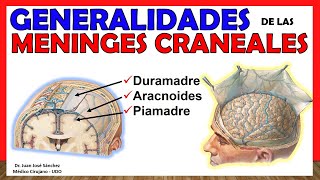 🥇MENINGES CRANEALES  Generalidades Duramadre Aracnoides Piamadre ¡Explicación Sencilla [upl. by Audres]