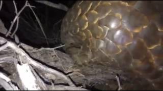 Pangolin at Tswalu by researcher Wendy Panaino [upl. by Ecinaej]