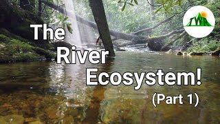 Ecosystems Episode 4 The River Ecosystem 12 [upl. by Annoerb]