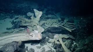 Observing a Natural Whale Fall  Nautilus Live [upl. by Kubis]