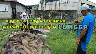 Ang inakalang sa bodega sa pansol pala nag si lungga  zuma haring ahas [upl. by Deborah]