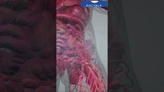 Spleen ruptured during accident ……medicalshorts spleen humananatomy doctalkwithdrnouman [upl. by Mcmaster]