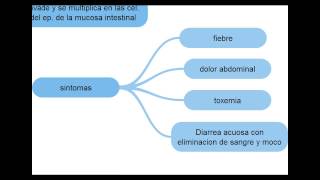 Escherichia Coli  Microbiologia [upl. by Gupta]