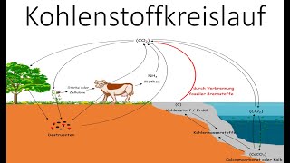 Kohlenstoffkreislauf  Kohlenstoffatomkreislauf  Ökologie  Biologie Schule [upl. by Fritze]