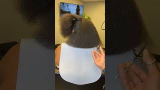 The trimming process is so satisfying 🤩shorts hairstyles naturalhair haircut fypシ゚viral [upl. by Oknuj290]