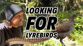 Looking for Lyrebirds [upl. by Giselbert720]