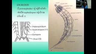 214310 Pseudocoelomates 2 [upl. by Chamkis]