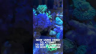 Getting Clownfish to Host Anemone Attempt 2… Video… [upl. by Retloc]