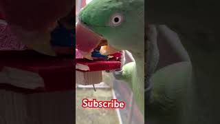 Alexandrine parakeet Parrot wood chew Satisfying 😋 [upl. by Eelam]