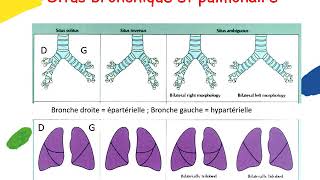 Anatomie du coeur normal et analyse segmentaire Lucile HOUYEL [upl. by Yroggerg]