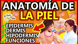 ANATOMÍA DE LA PIEL EPIDERMIS DERMIS HIPODERMIS  GuiaMed [upl. by Eugilegna]