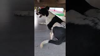 Dog ka house ka mja le rhe 🤣cute baby🥰 shorts ytshorts dog baby doglover [upl. by Gonzalez]