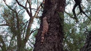 Gila monster escapes from a Western Diamondback [upl. by Vachell]