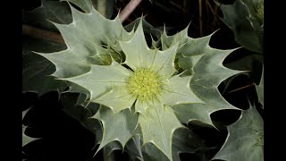 Eryngium maritimum Martorn [upl. by Dodd]