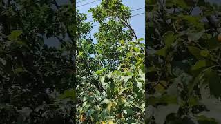 andando pela cidade encontrei mais uma árvore bunchosia natureza frutas youtube short [upl. by Asserat]