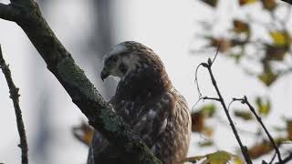 Close up Buizerd Buzzard Delft Buteo buteo [upl. by Aynotahs95]