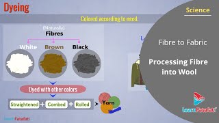 Fibre to Fabric Class 7 Science  Processing Fibre into Wool [upl. by Sigfried]