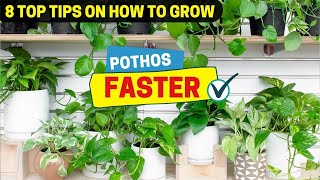 8 Top Tips on How to Grow Pothos Faster [upl. by Rebm732]