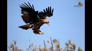 Águila Imperial Ibérica  Aquila adalberti [upl. by Amej]