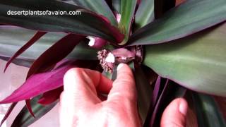 Our Tradescantia spathacea Exotic House Plant in beautiful flower [upl. by Gower6]