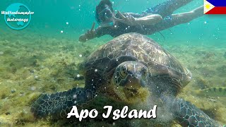 Apo Island ∙ Im Paradies mit Riesenschildkröten und Seeschlangen ∙ Philippinen ∙ Weltreise Vlog 95 [upl. by Eliseo]